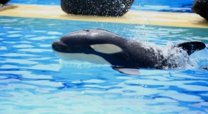 Orca Baby 2012 Loro Parque Teneriffa