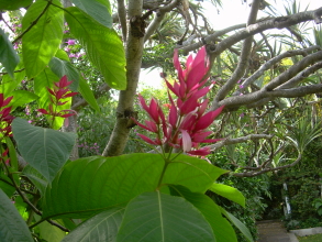 Sitio litre orchideen teneriffa puerto cruz