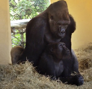 Paarung Gorilla Loro Parque Brasilien