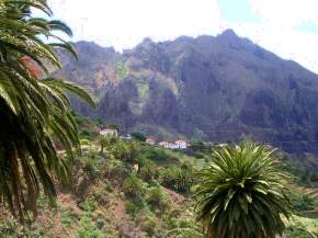 Palmen in Masca Teneriffa