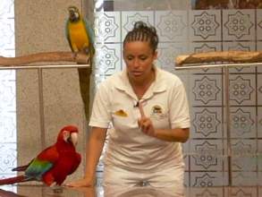 Vogelshow im Loro Parque