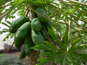 Biofinca Teneriffa Papayas