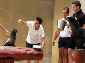 Pedrito im Loro Parque auf Teneriffa