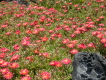 el hierro pozo de la salud 15