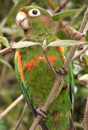 Pyrrhura viridicata-Loro Parque