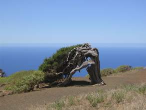 berhmte Ansicht Sabinar El Hierro