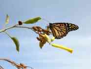 Insekten der Kanarischen Inseln