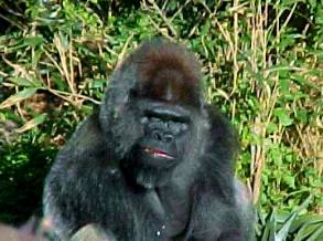 Schorsch-Gorilla Loro Parque Teneriffa