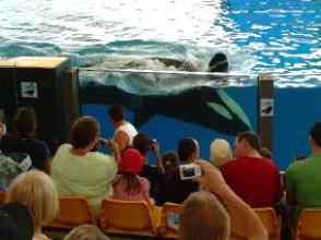 Schwertwal vor Zuschauern im Loro Parque