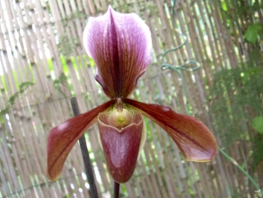 orchideen garten teneriffa