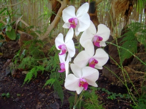 orchideen puerto de la cruz