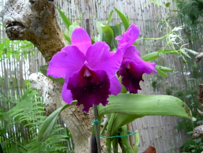 orchideen puerto de la cruz