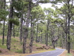 el hierro kiefernwald