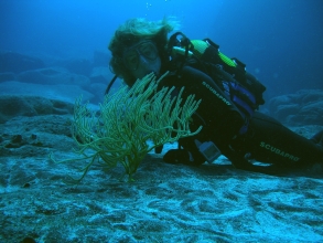 Tauchen Teneriffa Cento Buceo Gigantes 2