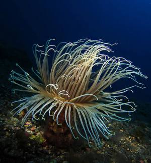 Tauchschule El Hierro-Extra Divers