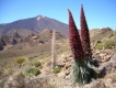 Teide Nationalpark Teneriffa