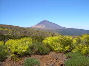 Bltenpracht am Teide Teneriffa