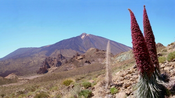 Natternkopf im Vordergrund dahinter der Teide