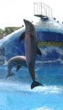 Aqualand adeje teneriffa Delfine