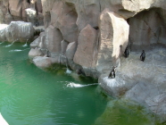 jungle park teneriffa pinguine