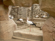 jungle park teneriffa storch