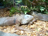 loro parque teneriffa leguane Nahaufnahme