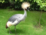 loro parque teneriffa vogel