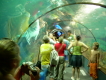 Loro Parque Acrylglastunnel