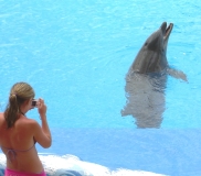 adeje aqualand teneriffa Mdchen fotografiert Delfin
