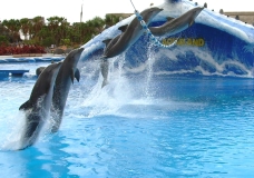 Aqualand teneriffa Delfine im Sprung