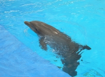 aqualand teneriffa adeje Delfin