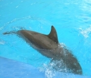 Teneriffa Aqualand Delfin beim Abtauchen
