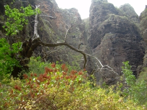 Vegetation Barranco del Infierno