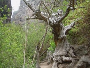 Barranco del Infierno uralter Baum