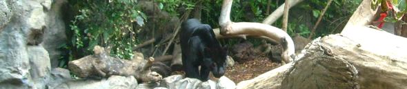 schwarzer Jaguar Loro Parque