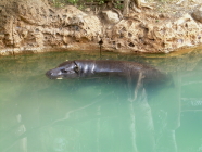 nilpferd im jungle park auf teneriffa