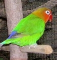 Vogel im Loro Parque