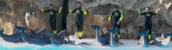 Delfine und Menschen im Loro Parque