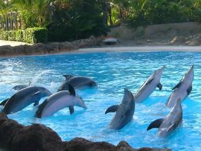 Delfine im Loro Parque