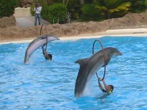 Ringsprung im Loro Parque