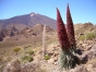 Teneriffa Natternkopf auf dem Teide