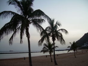 Palmen am Strand von Las Teresitas auf Teneriffa