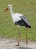 jungle park teneriffa storch