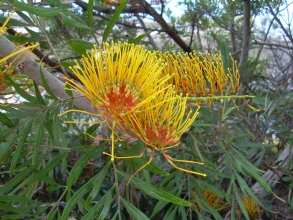 Playa Paraiso Teneriffa Blume