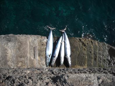 Wahoos in Puerto de Santiago Teneriffa