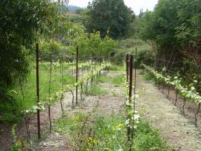 Wein Anbau auf Teneriffa