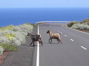 Ziegen auf der Strasse vor La Restinga El Hierro