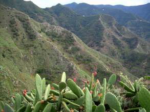 Anaga Chinamada Teneriffa l2