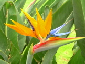 Paradiesblume im Loro Parque