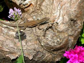 Eidechse auf El Hierro